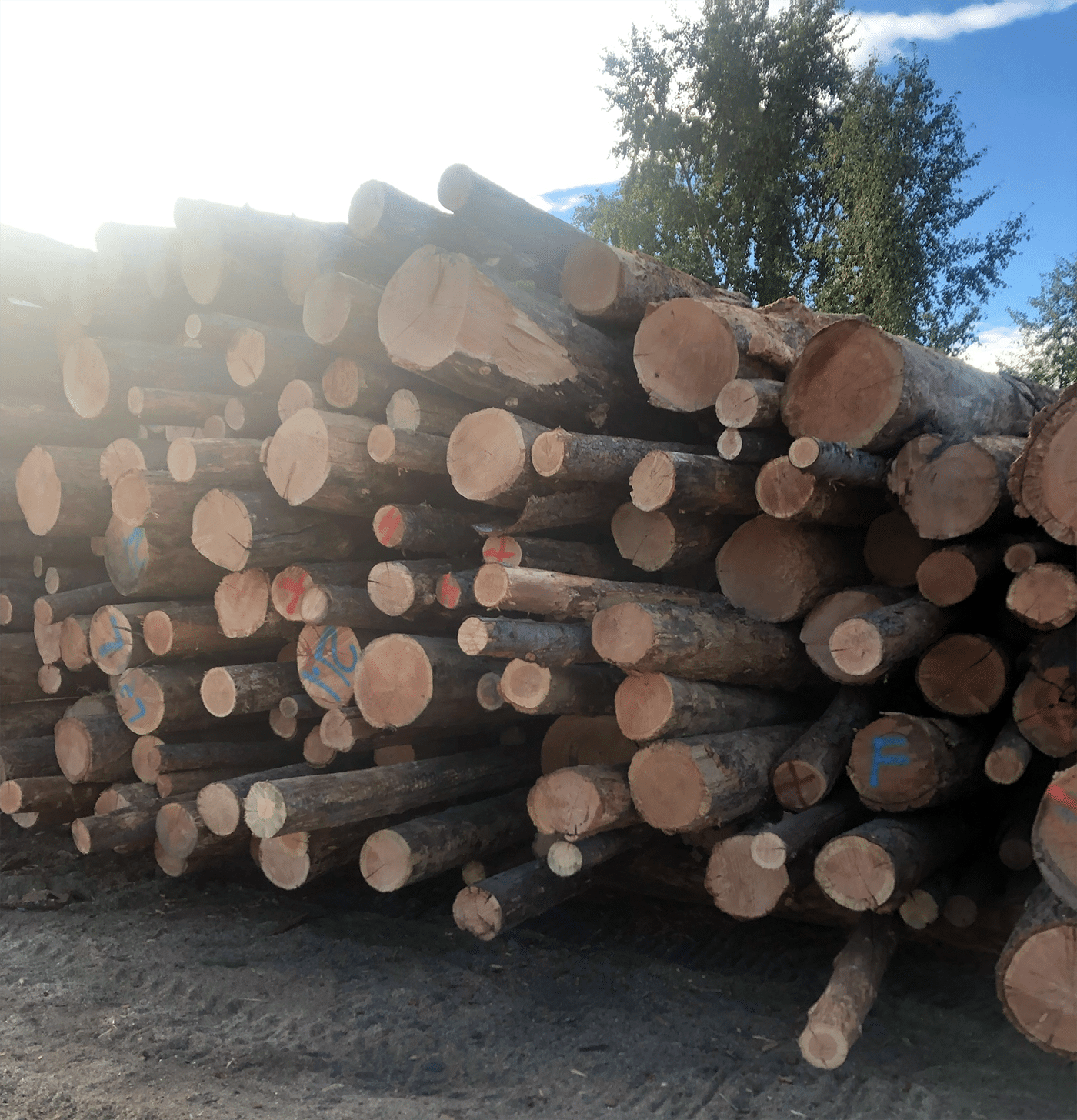 Cord of fir firewood stacked neatly, available for purchase 24/7, showcasing its natural texture and color.