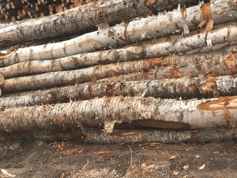 A pile of long birch wood logs and pieces, ready for use as firewood.