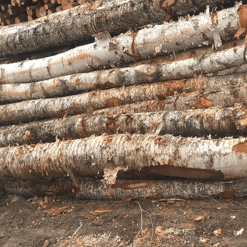 A pile of long birch wood logs and pieces, ready for use as firewood.