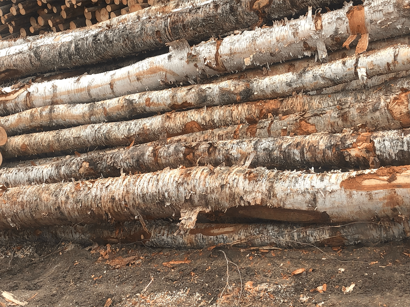 A pile of long birch wood logs and pieces, ready for use as firewood.